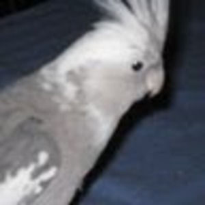 Meet your Posher, Celeste